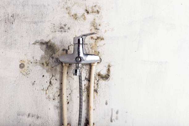 Best Commercial Mold Removal  in Cayuga Heights, NY