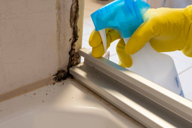 Best Certified Mold Removal  in Cayuga Heights, NY