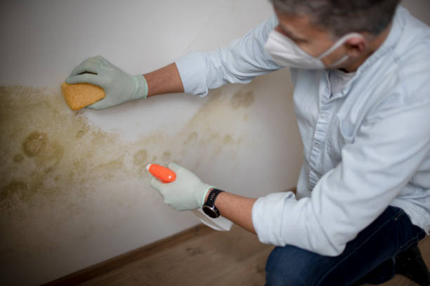 Best Attic Mold Removal  in Cayuga Heights, NY