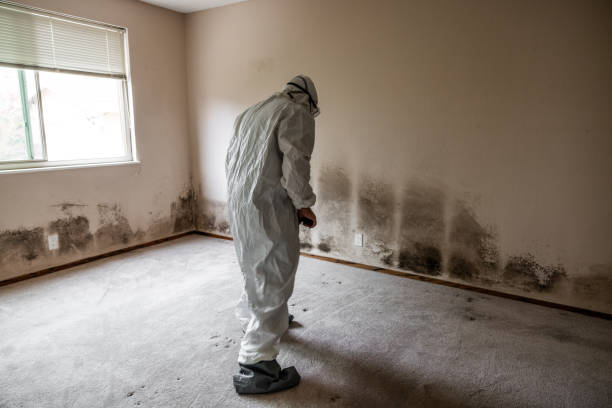 Best Mold Remediation  in Cayuga Heights, NY