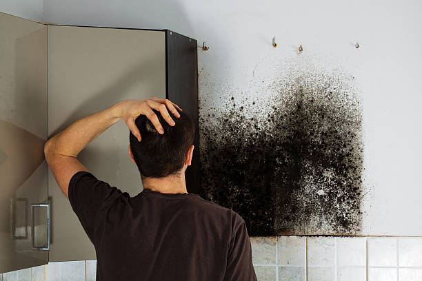 Best Same-Day Mold Removal  in Cayuga Heights, NY