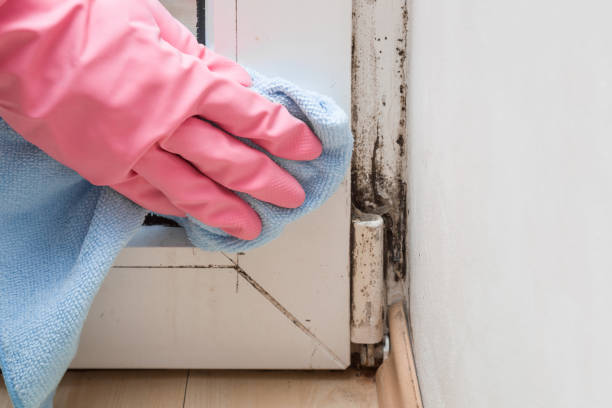 Best Toxic Mold Removal  in Cayuga Heights, NY