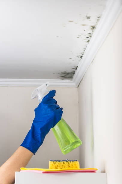 Best Office Mold Removal Services  in Cayuga Heights, NY