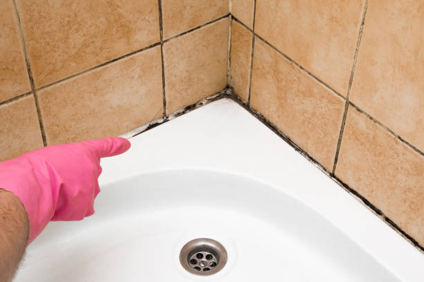 Best Mold Testing  in Cayuga Heights, NY