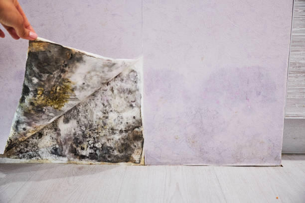 Best Crawl Space Mold Removal  in Cayuga Heights, NY